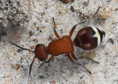 Timulla ferrugata