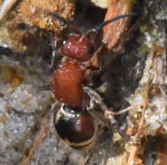 Timulla ferrugata