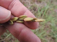 Eragrostis capensis