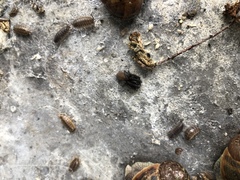 Segestria florentina