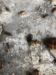 Segestria florentina