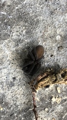 Segestria florentina