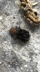 Segestria florentina
