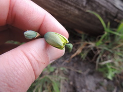 Albuca flaccida