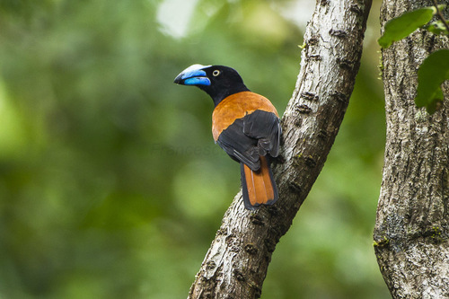 Helmet Vanga