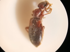 Omonadus formicarius