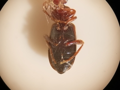 Omonadus formicarius