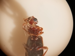 Omonadus formicarius