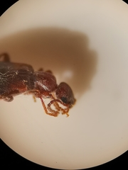 Omonadus formicarius