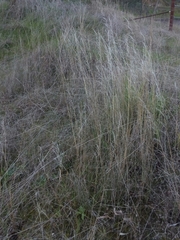 Austrostipa scabra