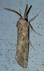 Eremochroa paradesma