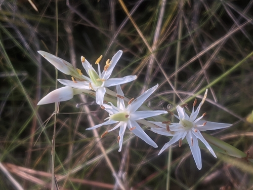 Pleea tenuifolia image