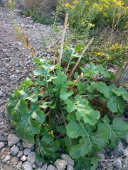 Crambe koktebelica