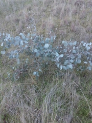 Eucalyptus albens