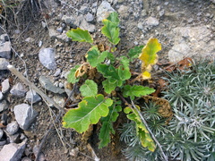 Crambe koktebelica