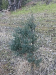 Callitris glaucophylla