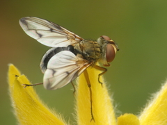 Ectophasia leucoptera