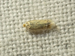 Nepticuloidea