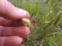 Albuca flaccida