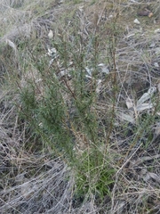 Xerochrysum viscosum