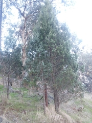 Callitris glaucophylla