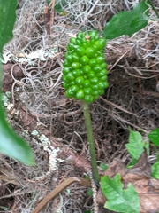 Arisaema dracontium