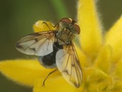 Ectophasia leucoptera