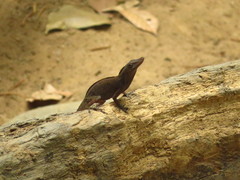 Anolis punctatus
