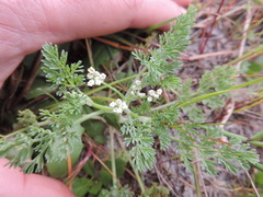 Dasispermum hispidum