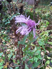 Centaurea phrygia