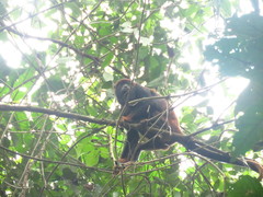 Alouatta discolor