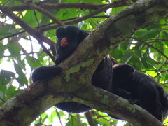 Chiropotes albinasus