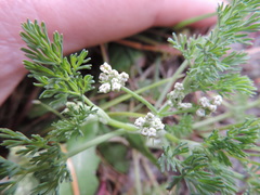Dasispermum hispidum