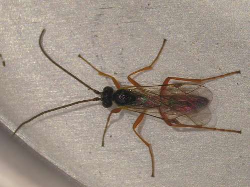 Homotropus signatus