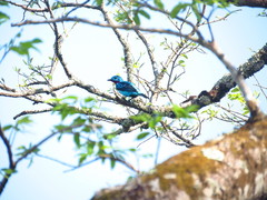 Cotinga cayana