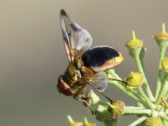 Ectophasia leucoptera