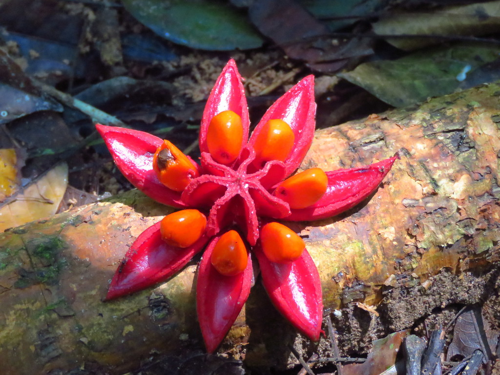 Tovomita laurina