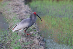 Crested Ibis photo 3