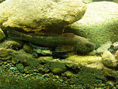 Cottus beldingii