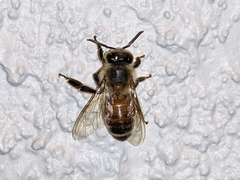 Apis mellifera image