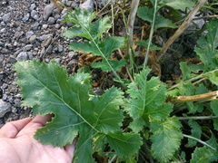 Crambe koktebelica