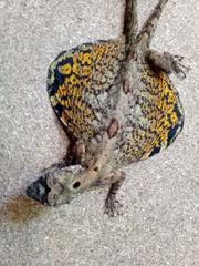 Draco volans