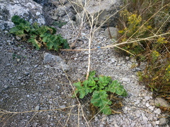 Crambe koktebelica