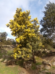 Acacia leucoclada