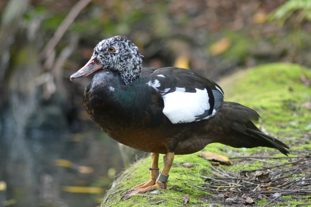 White-Winged Duck