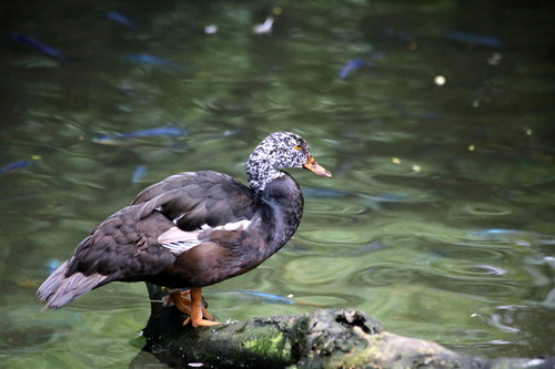 White-winged Duck