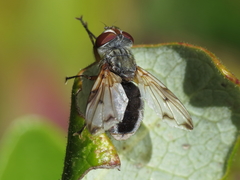 Ectophasia leucoptera