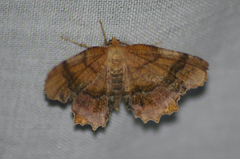 Cepphis armataria