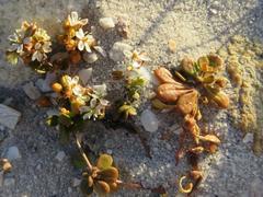 Pharnaceum cordifolium