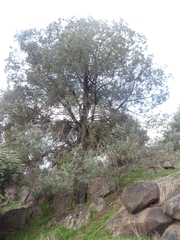 Callitris glaucophylla